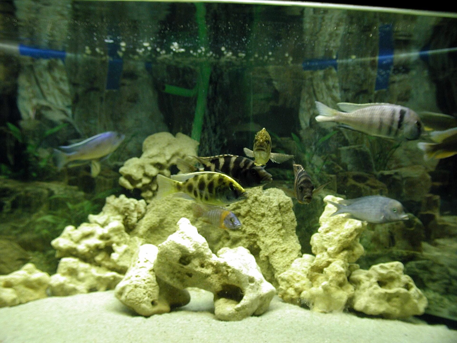 Representative aquarium fish